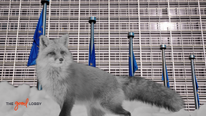 Fur Free Europe